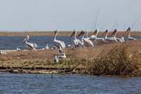 пеликаны в астраханском биосферном заповеднике